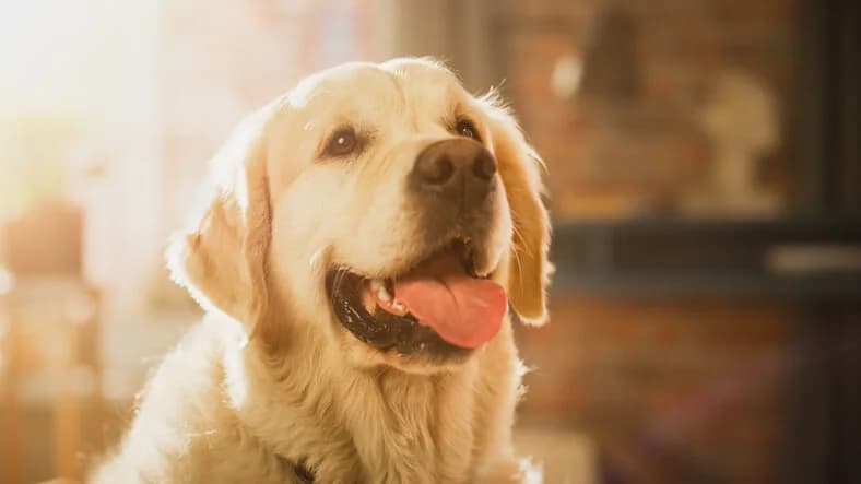 DNA Profiling: The Best Kept Secret in Pedigree Integrity