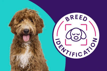 Breed Identification